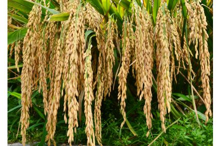 隆兩優(yōu)華占