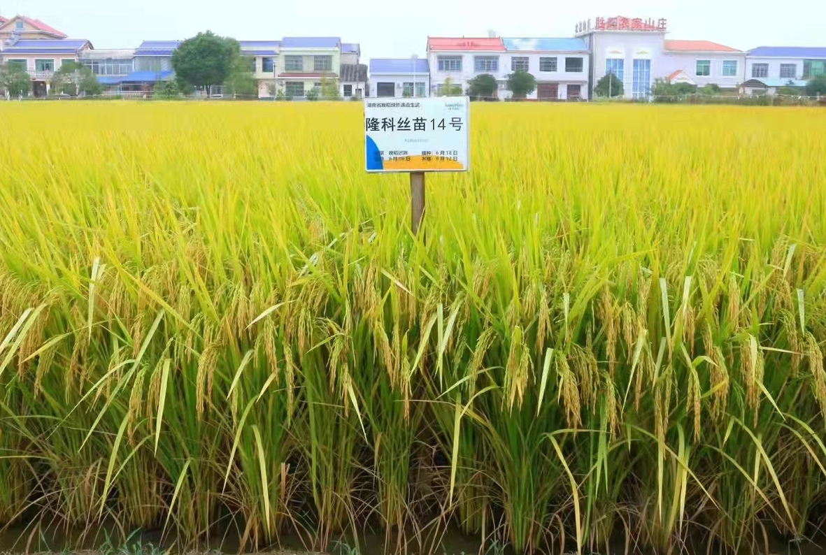 隆科絲苗14號(hào)